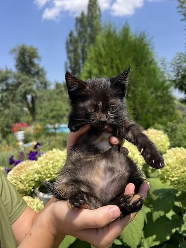 усыпление животных бишкек: Отдам котёнка в хорошие руки. 🐾 Котёнок черепахового окраса. Девочка — 4