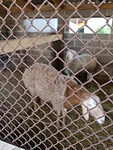 личинка карпа: Продаю | Овца (самка) | Полукровка | Для разведения | Ярка — 3