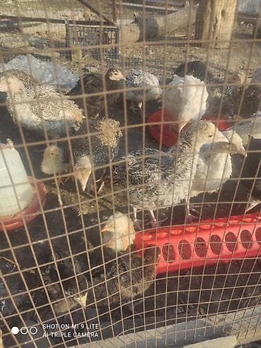 А/ч жаныбарлары үчүн тоюттар: Сатам | Балапан күрп | Союуга | Асыл тукумдуу — 2