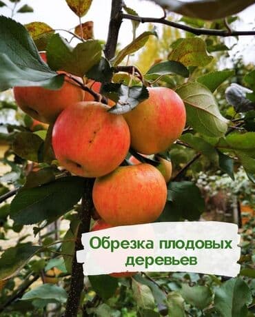 🌿 Обрезка плодовых деревьев