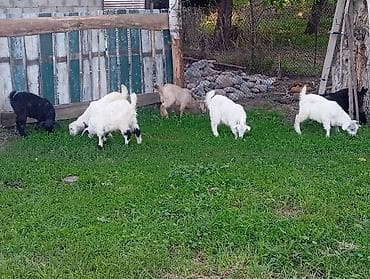 продам индюшат: Продаю | Коза (самка), Козёл (самец), Козлёнок | Полукровка, Зааненская | На забой, Для разведения, Для молока | Племенные, Осеменитель — 2