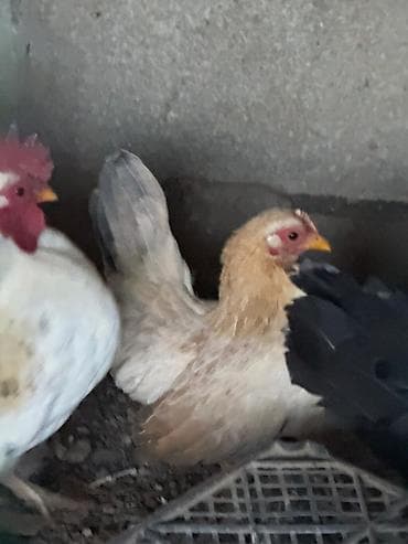 ломан браун куры: Продаю | Куры, Петух — 2
