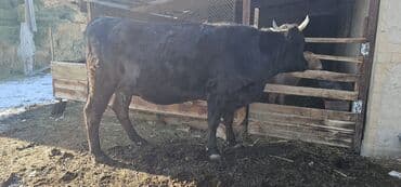 токмок животные: Продаю | Корова (самка), Бык (самец), Тёлка | Полукровка, Алатауская | Для разведения, Для молока | Стельные — 5