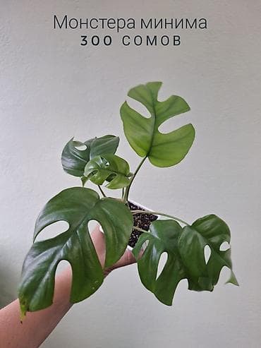 милионник: 🌿 Комнатные растения/цветы (детки/молодые растения). 🪴 Названия и цены — 8