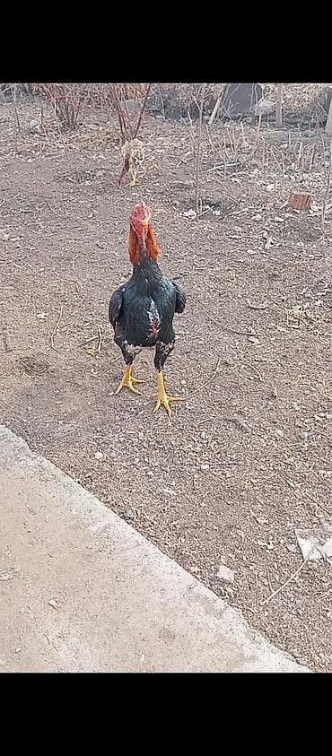 жылкы жаныбар: Сатам | Короздор | Тебиштирүүчү | Көбөйтүү үчүн — 1