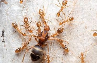 Anoplolepis gracilipes, очень интересные жёлтые муравьи есть полигиния — 1