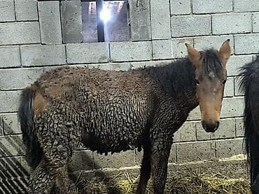 сколько стоит пони: Продаю | Кобыла (самка) | Для разведения — 6