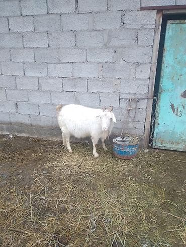 козий сыр: Продаю | Коза (самка), Козёл (самец), Козлёнок | Зааненская | Для молока | Племенные, Котные, Осеменитель — 4