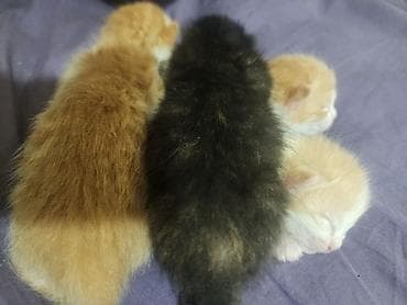 бесплатный котёнок: Котята домашние, от ласковой кошки. Окрас: рыже-белые и черепаховый — 2