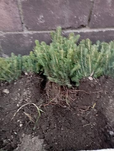 Үй жана бакча: Карликовая ель (сосна/ель хвойная низкорослая), выкопанная с комом — 1