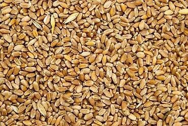 Пшеница (зерно) Будай оптом В любом количестве Россыпью и в мешках