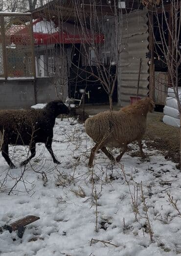 яйцо бройлер: Продаю | Овца (самка) | Гиссарская, Арашан | Для разведения | Матка — 7