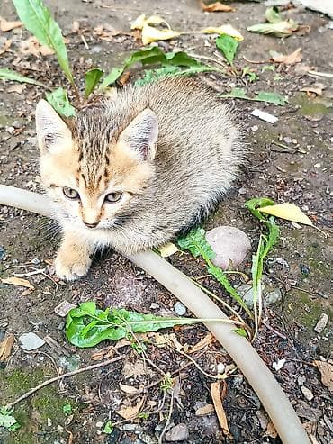 Кошки: Котёнок тигрового окраса - Милейший полосатый котёнок с мягкой — 3