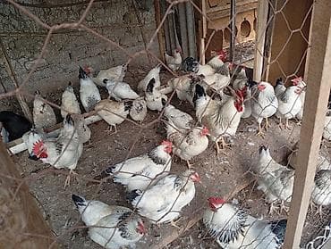 С/х животные и товары: Продаю | Куры | Несушки — 4