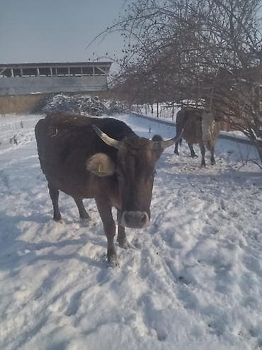 айширская порода: Продаю | Корова (самка) | Полукровка | Для разведения | Не стельные — 3