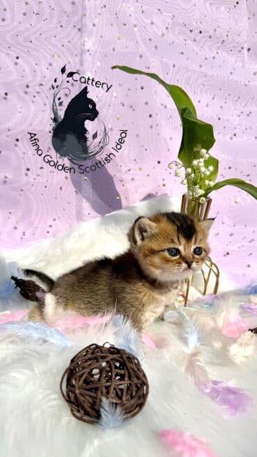 собака бульдок: Британ кыска жүндүү, 1 айлык, Эркек, Алтын шиншилла, Лотокко барууга үйрөтүлгөн, Курттардан тазаланган, Документтери менен — 13