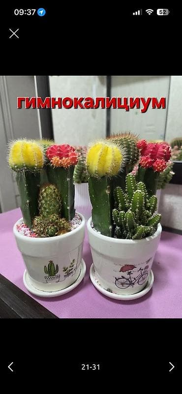 роза комнатная: Комнатные растения в горшках - Кислица «Бабочка» (Oxalis): куст с — 4