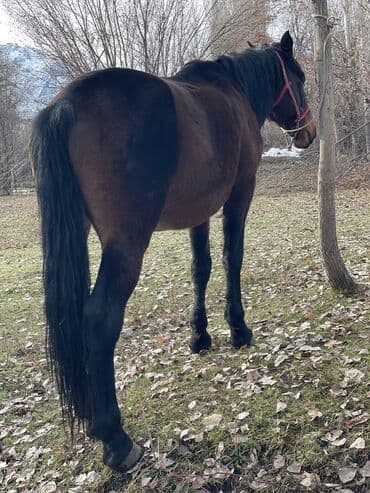 продаю музоо торпок корова самка бык самец айрширская ангус алатауская на забой для разведения на откорм племенные нетель привязанные: Продаю | Конь (самец) | Для разведения | Племенные — 8