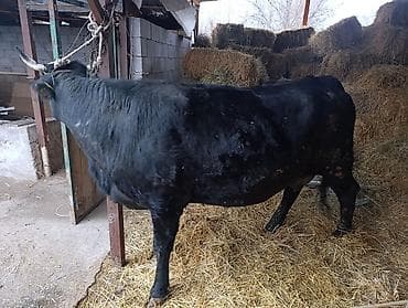 карова продаю: Продаю | Корова (самка) | Для молока | Привязанные — 6