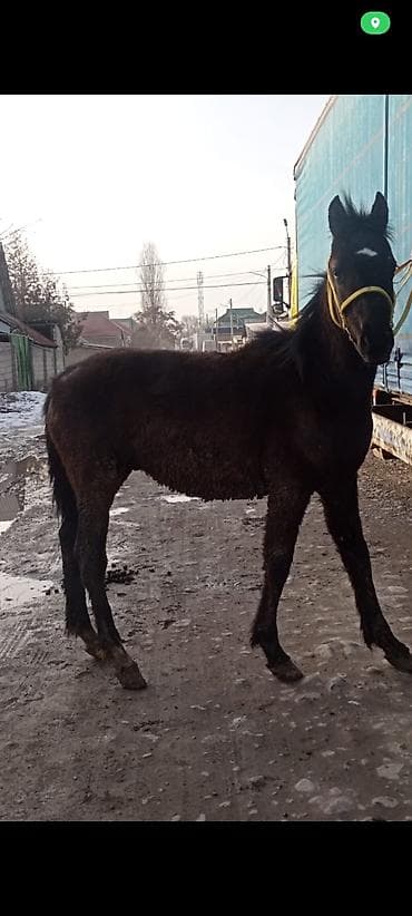 продажа пони: Продаю | Жеребенок | Конный спорт — 3