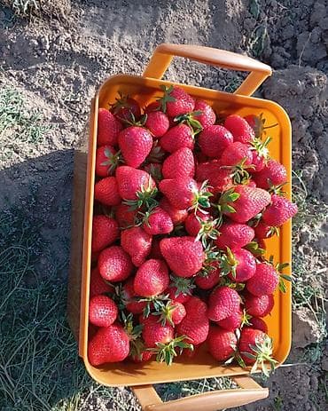 растение денежное дерево: Азия клубника усики по 3 сом - Молодые розетки на усах, с видимыми — 3