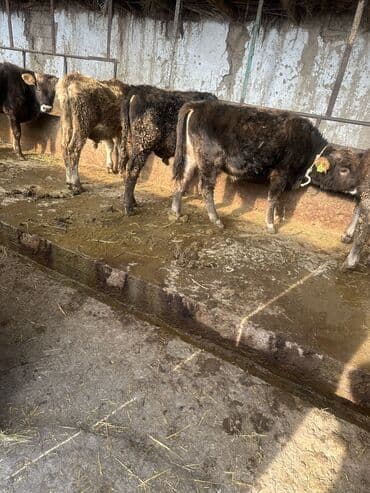 купить кошку в бишкеке: Продаю | Бык (самец) — 2