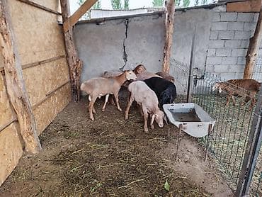 аванте кошка: Продаю | Овца (самка) | Для разведения — 4