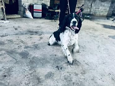 стерилизация собак бишкек цена: Спаниель, 1 жаш, Эркек — 2