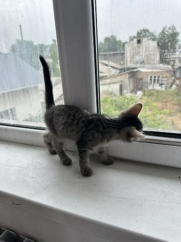 британский котята: 3 месяца, Девочка, Серый, Приучена к лотку — 5