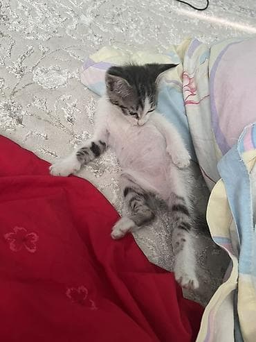 scottish fold: 1 месяц, Девочка — 1