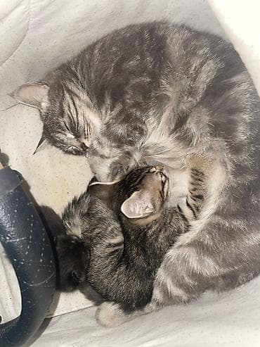 кошка белая: Мама кошка с 2 котятами остались на улице кто может приютить заберите — 1