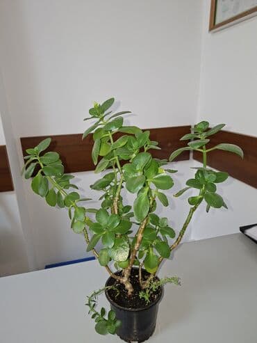 аквариум цена бишкек: Сингониум мохито, большой горшок много растений 500 сом Пальма — 7