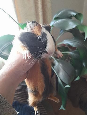 день сяпина: Морские свинки, мальчики и девочки, возраст 2,5 месяца — 1