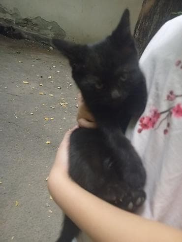 кошеи: Котенок 2 месяца, ласковая девочка. - Ласковый, ручной: спокойно — 1