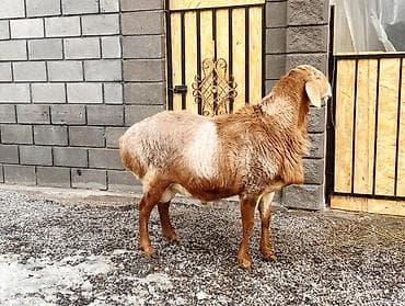 Продаю | Овца (самка), Баран (самец) | Гиссарская, Арашан | Для разведения | Племенные