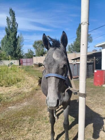 отдам породистую собаку: Продаю | Жеребенок | Английская — 6