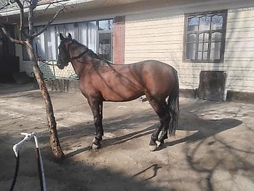 ош животные: Продаю | Жеребец | Для разведения, Конный спорт — 3
