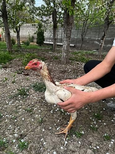 селекци: Продаю | Петух | Бойцовая | Для разведения — 7