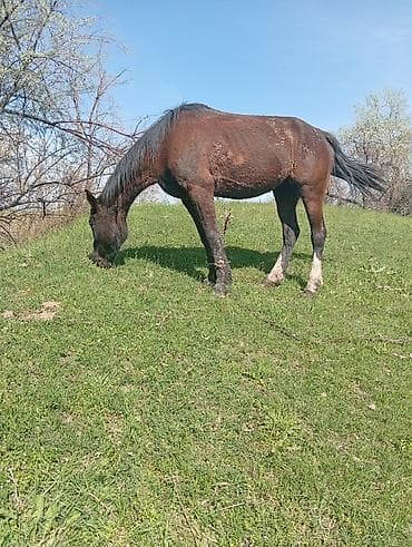 пони животное: Продаю | Кобыла (самка) | Рабочий — 4