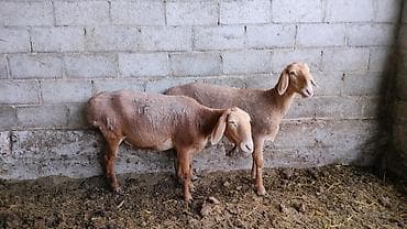 соль для животных: Продаю | Ягненок | Для разведения | Ярка — 3