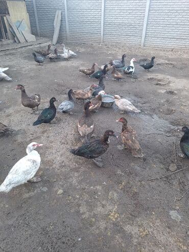 купить собаку шпица недорого: Продаю тяжёлую линию уток.Есть так же гуси порода мамут — 1