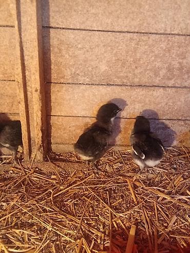 арпа мака: Продаю | Цыплята | Для разведения — 3