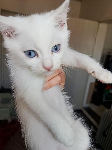 кошка с разными глазами: Као-мани, 4 месяца, Мальчик, Белый, Метис, Приучена к лотку, Проглистована — 6