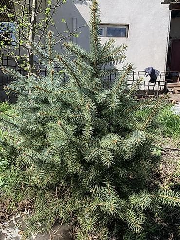 Ель колючая (голубая ель, Picea pungens), декоративный хвойник для — 3