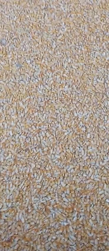 дробленая кукуруза: Кукуруза (зерно) - Тип: сухое зерно кукурузы, желтые зерна - Фракция — 2