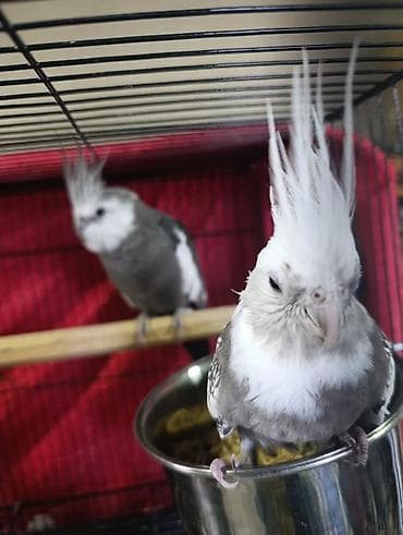 корела: ПРОДАЕТСЯ ТОЛЬКО САМКА БЕЛАЯ!!!кореллы (нимфы), пара. Окрас — 2