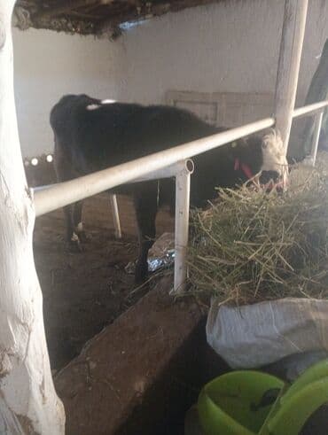 трекер для животных: Продаю | Тёлка | Симментальская | На откорм | Привязанные — 4