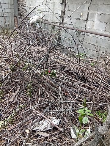 даром дрова: Дрова фруктовых пород, для мангалов, барбекю, или просто для печек — 3