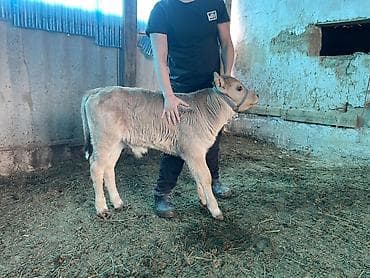 коровы и быки: Продаю | Музоо, торпок | На откорм — 3