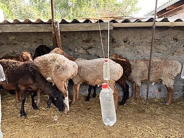 козу сатылат бишкек: Сатам | Ургаачы кой (ургаачы), Кочкор (эркек) — 4